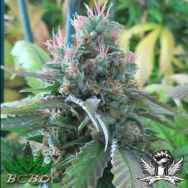 BC Bud Depot Seeds CBD God Bud